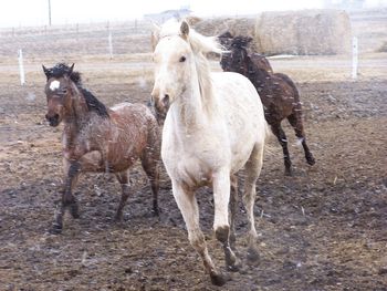 Maggies Pride 2007 AQHA Palomino Mare
