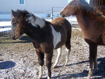 Domingo as a weanling 2006
