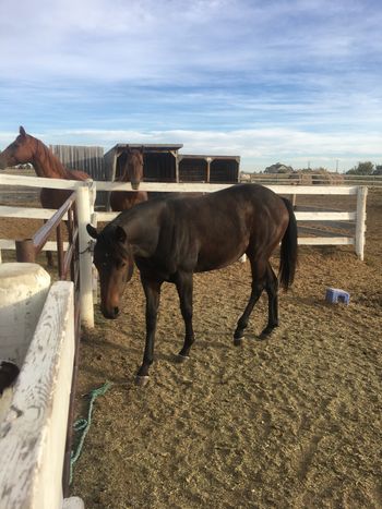 Foxy as a yearling
