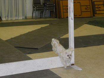"Basil", Maltese, jumping the high jump on command Obedience Training
