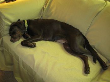Cocoa wrote us an email and she says that she has her "own" couch now ! She loves being the only dog in a home with a mom and dad who think she is the most wonderful thing ! They LOVE her and she sure is ready to love them back !!