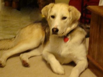 Gyspy now has a life she can depend on - Her new family loves her so much ! They say she is beautiful and just perfect for them . She loves following her new dad around the farm and enjoying all the special attention and care she gets.