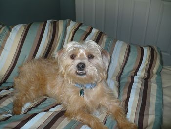 Dunkin, (formerly - Andy) is happy to be a couch potatoe. His new family seem to believe that he is just the cutest thing on this earth!!