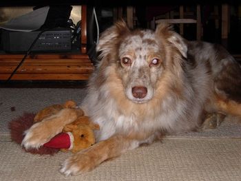 Snickers, once lived in a dark crate at a puppy mill - now she is a real member of a family that loves her.