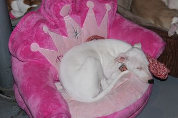 Angel and her favorite bed....
