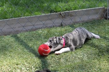 Kay loves the new ball to play with..
