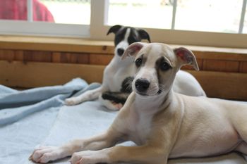 Pretty Hope and Roxie...got those perfect folding ears happening already!!
