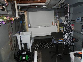 My grooming area in my basement for MY Dogs! I do NOT groom for anyone else,just so that's clear!
