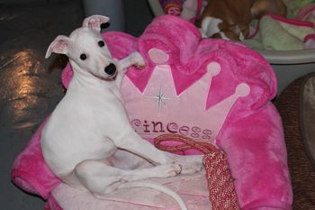 The Princess in the Princess bed.....baby Angel is AVAILABLE!
