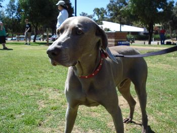 Charlie after two weeks back in WA, at our club sausage sizzle. Looking very handsome

