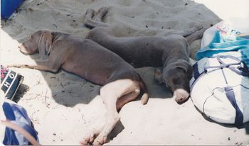 Tired puppies at club beach meet Point Peron Rockingham
