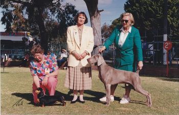 RUBIS Perth Royal Show 1993 Aust Ch Silberfell Von Fusen
