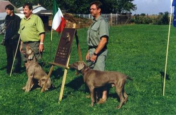 Final Day - Dogs are clearly 'over it' look at the yawns! 1997 Weimaraner Club of Germany Centennial National Show
