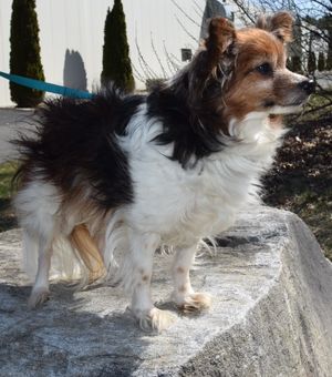 Gizzy the abandoned elderly Pap
