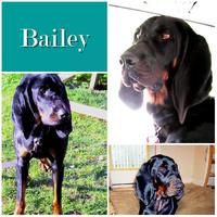 Bailey
