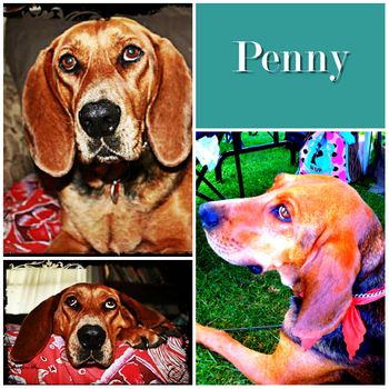 Penny (Brandy)
