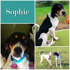 Sophie (Linette)
