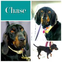 Chase
