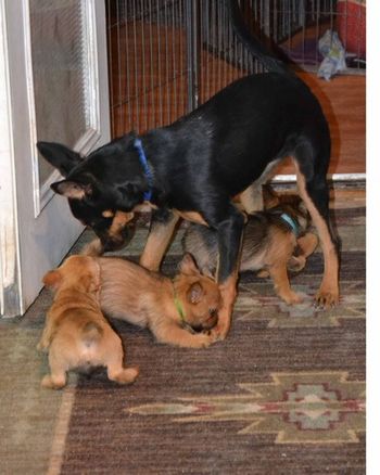 Nimble Kelpie 7 months playing with puppies
