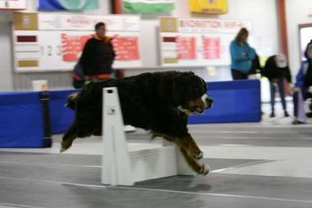 Playing flyball
