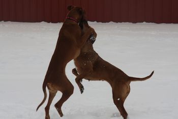 Niki and Madi had a ball playing in the snow.
