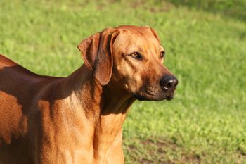 I don't think there is anything prettier than the look of a sight hound!
