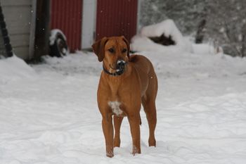 Madi really loves to play in the snow. 10 months old.
