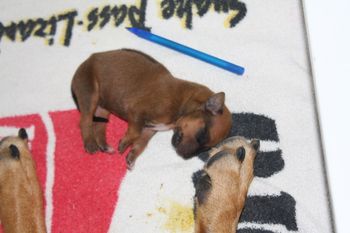 This pen and paw show you how small he is, but he has gained 3 oz. since birth. he really is a fighter.
