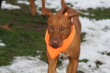 Hunting season is upon us, and Oliver is wearing his blaze orange scarf!

