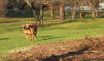 Elsa's mom Java was here playing with her grand pups. Here she is running with Madi!
