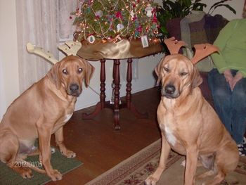 Rocky & Sedona with their antler hats on. Rocky weighs 70 lbs. here at 6 months old. Wow from 7 oz. to 70 lbs.!!
