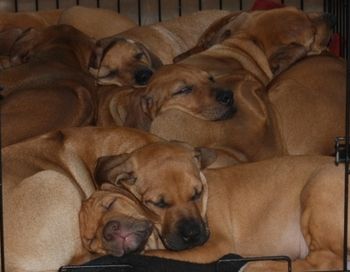 No matter how big they get they still have to sleep in a pile. 9 weeks old.
