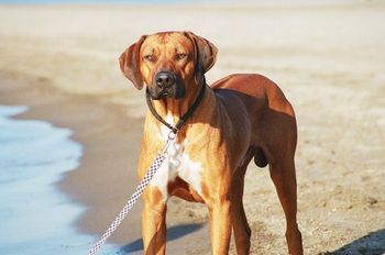 Kal at the beach
