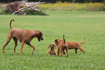 Kali with Rocky, Cash & Tango.
