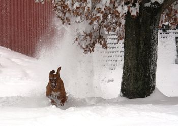Oliver lives to run in the snow!
