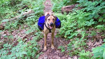 Nala on her first backpacking trip!
