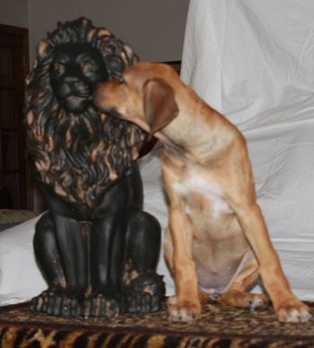 Nala and her Lion
