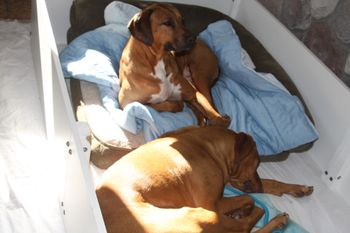 Kal and Oliver waiting in the whelping box for puppies to arrive
