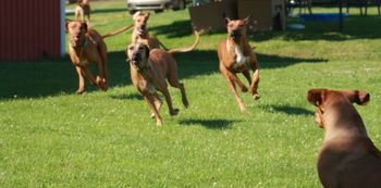 Oliver running with the gang!
