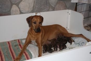 Madi with a few of the new 14 babies!
