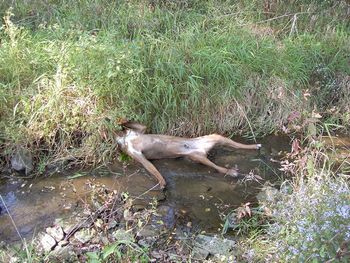 Kal's way of cooling off in the creek. What a clown!
