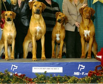 Kalimba, Scirocco, Madi & Oliver at the Cleveland Classic show in December. It was awsome to see all of them together in the ring. Scirocco has since retired from showing, but I look forward to seeing him in the performance events.
