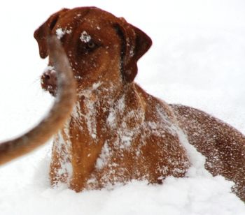 Oliver loves the snow, just like Elsa.
