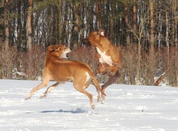 Our old duffer Allie playing with her boy toy Kal.
