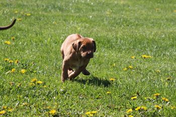 Kekona (Pip) running with her brother
