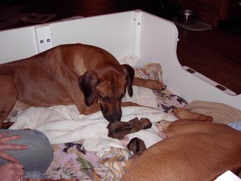 Elsa is feeding the two first puppies while dad Ciro cleans them up.
