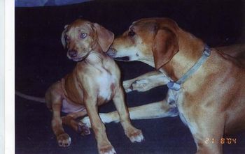 This is my favorite picture of Elsa as a puppy, here with Allie
