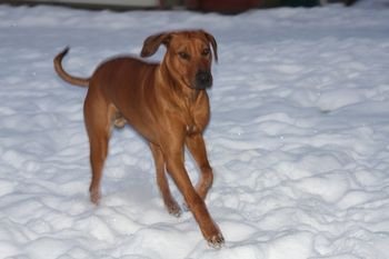 Eli playing out in the snow today at sunrise.
