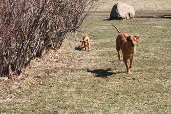 Elsa running with Djuma just before he went to his new home.
