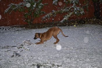 Keb playing in the snow for the first time! Keb and leo are Madi's boys!
